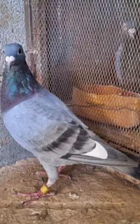 کبوتر گمشده