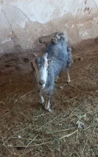 بز  جوان