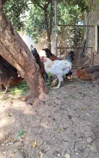 ۲ عدد مرغ و ۱ عدد خروس