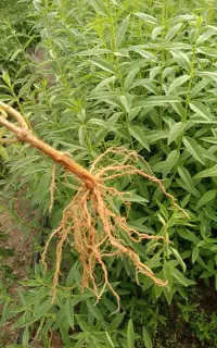 نشا به لیمو و استویا