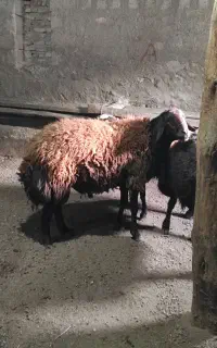 قوچ دو دندان دامازخ