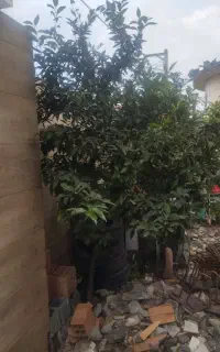 فروش درخت پرتقال.نارنگی.خرمالو.گوجه سبز.