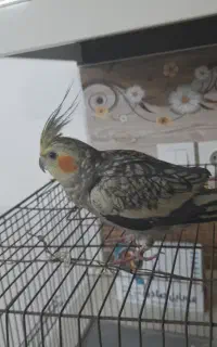 عروس هلندی پیدا شده