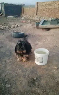 سگ پا کوتاه