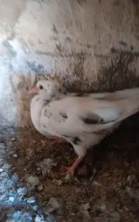 تعدادی کبوتر..سالم جوجه کشی .پرش