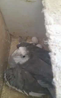 جفت عروس با تخم