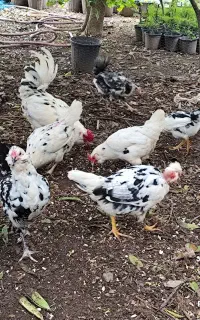 تخم مرغ نطفه دارنژادگلین لری و جوجه یک روزه