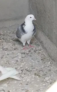 گمشده