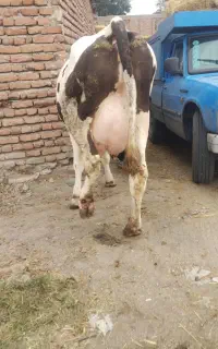 گاو سیمنتال با گوساله ماده شکم اول