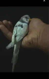 قبول واگذاری پرنده شما
