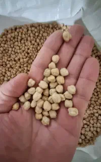 نخود