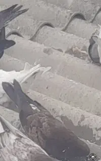 کبوتر قاره