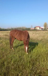 یک اسب جوان نزدیک به ۳سال  اموزش دیده سواری باری
