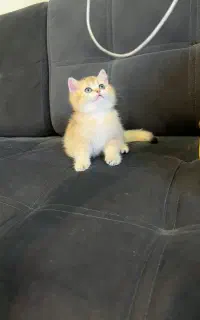 گر به بریتش