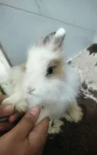 خرگوش فانتزی بامزه و آرام