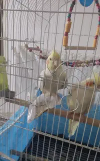 دو عدد عروس هلندی به همراه قفس
