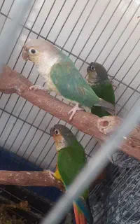 گرینچیک