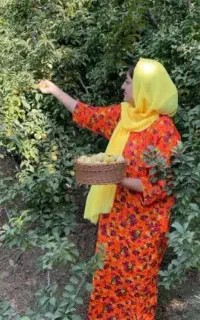 چیدن میوه نظافت خانه ویلا ارادت