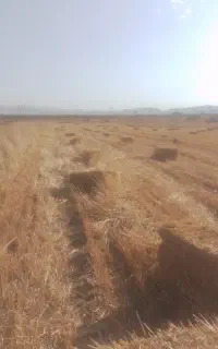 کاه گندم ابی