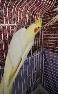 پرنده عروس هلندی