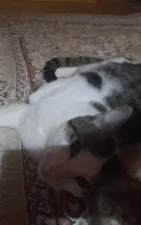 واگذاری گربه یکساله