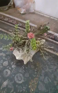 درختچه باسنگ اکواریوم