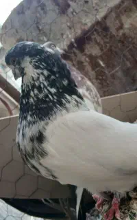 کبوتر کله دار