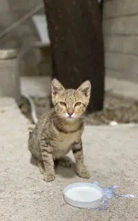 واگذاری رایگان بچه گربه نر