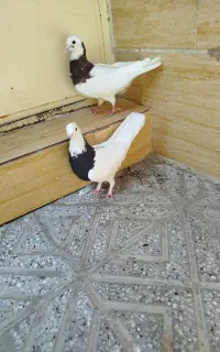 دو عدد طوقی ماده
