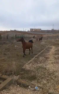 مادیون با کره ماده