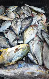 ماهی تازه دیر