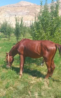 یه کره اسب