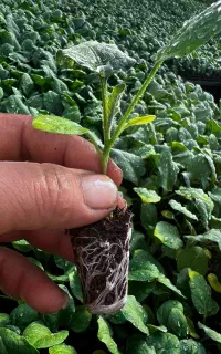 نشاء بامیه و