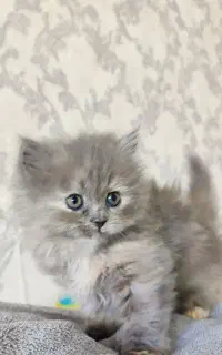 گربه های ملوس و خوشگل