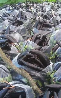 دانه بادمجان