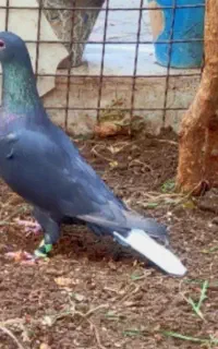 لاکی دمسفید نر و ماده مخاهو