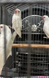 ملنگو البینو (جوجه ۴ماهه)