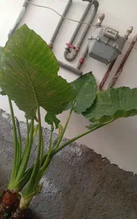 گل بابا ادم