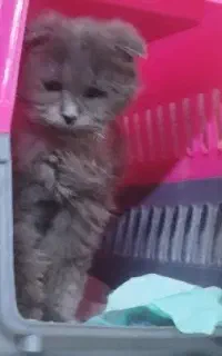 اسکاتیش فولد