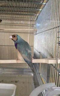 جفت گلدین