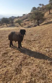 قوچ تخمی  تهه سیاه