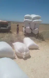 کاه گندم