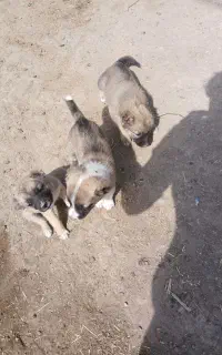 توله نر