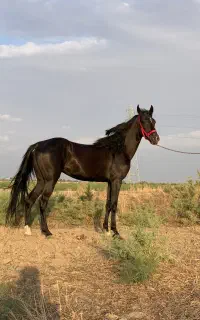 اسب ترکمن مادیان دوساله به رنگ مشکی زغالی