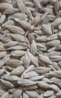 جو بذری جلگه