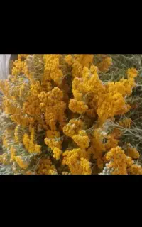 عرق بومادرون