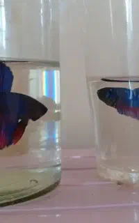 ماهی فایتر نر و ماده