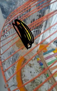 قفس