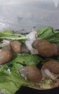 حلزون