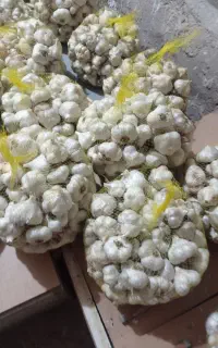 سیر سفید